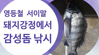 영등철 서이말 돼지강정에서 감성돔낚시