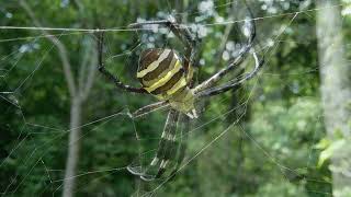 コガネグモ/Argiope amoena 02_230628_ガイコツ山