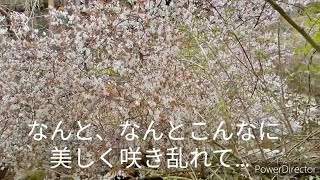 ＃感動！復活の山桜。