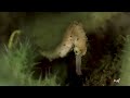 Seahorse during Monsoon Diving in Pulau Buloh, Malaysia