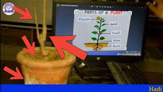 Parts Of Plant || Part Of Plant Class ll Plant