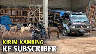 Kirim Kambing Ketempat Subscriber Lampung Tengah