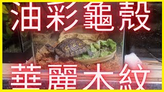 鹽巴養龜日記-如油彩般美麗的殼紋  華麗木紋龜!!!