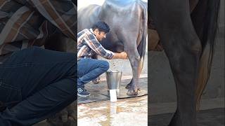 Randeep Malik dairy farm #newpunjabisong #shortfeed #short #tranding