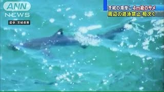 「こわい」海岸に2匹のサメ　海水浴場9カ所遊泳禁止(15/08/06)