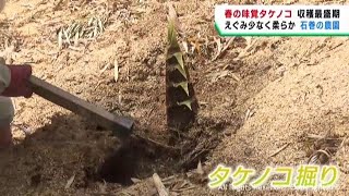 タケノコの収穫が最盛期　タケノコ掘り体験も　宮城・石巻市