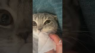 歯磨きシートで歯をみがかれるネコ #こねこ #猫好き #ねこ動画 #catlover #kitty