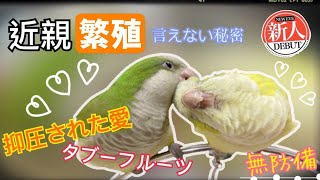 【屈原之天下鳥事】近親繁殖，那些不能說的秘密Inbreeding, the secrets that can’t be told