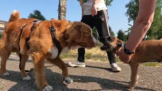 Border Terrier Woody walks again