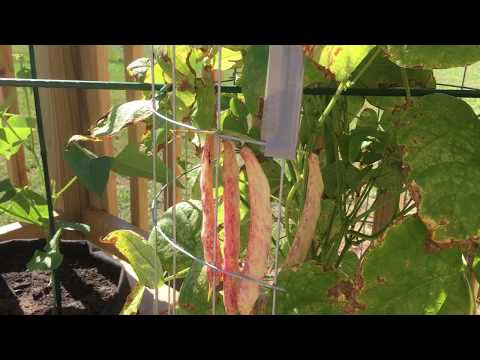 Kratky Style Borlotti Beans (Cranberry Beans) - Grow experiment Kratky Style Borlotti Beans (Cranberry Beans) - Grow experiment