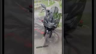 Suzuki Sf 2021 | New Suzuki Gixxer Sf , #shorts #shortvideo #ytshorts #youtubeshorts #viral #tiktok