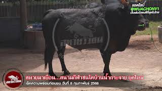 เยี่ยมคอก สนามกีฬาชนโคบ้านน้ำกระจาย ยุคใหม่  คู่ที่ 4 โหนดงามเพชรโชคชัย (ท่านซู)