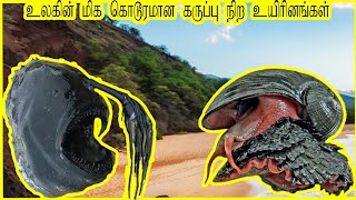 உலகில் உள்ள மிக அரியவகை உயிரினங்கள்😳😳l world rarest species😳😳.