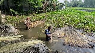 Bangladesh's gold rush crop | বাংলাদেশের গোল্ড রাশ ফসল| #বাংলা