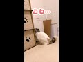 新しい猫にビビりまくる猫【おしゃべりする猫】 shorts 【猫アテレコ】