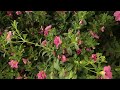 calibrachoa mini petunia