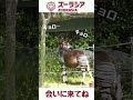 【ズーラシア公式】オカピのつまみ食い現場 shorts