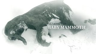 Waking the Baby Mammoth (2009)