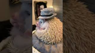 Hedgehog who loves the godfather movie