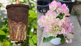 Best Bougainvillea Air Layering Techniques At Home