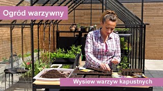 Wysiew kapusta, kalafior, brokuły, kalarepa, jarmuż i brukselka - rozsady warzyw