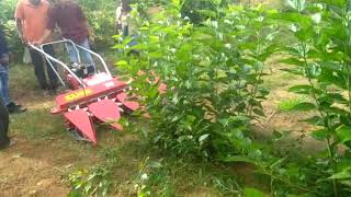 Mulberry harvester machine