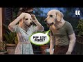 Pup lost peace? | Cute Golden Retriever Couple Dog | AI Dog Story