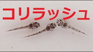 コリドラス産卵ラッシュ！/Rush of Colydoras  Breeding