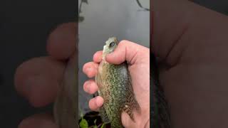 Caught a Crappie Fish #viral #fishing #nature #explore #cool #adventure #beautiful #baby #release