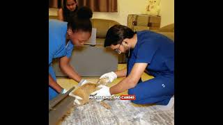 Home Visit | Vet Check-ups | Pet Care | Home Consultation | Lahore | 24/7 Pet Care at Your Doorstep