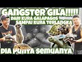 KOLEKSI HEWAN MEWAH SUPER LANGKA GANGSTER + SULTAN CONDET  !! | KOLEKSINYA BIKIN LU MERINDING