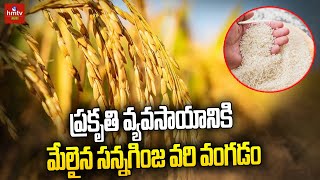 ప్రకృతి వ్యవసాయానికి మేలైన సన్నగింజ వరి వంగడం | New Paddy Varieties in Organic Farming | hmtv Agri