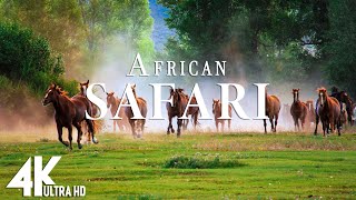 African Safari 4K - Scenic Wildlife Film With African Music - Video 4K Ultra HD