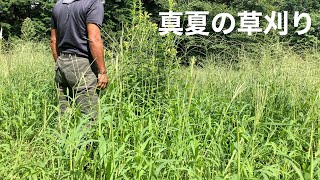 【草刈り】夏の山林管理メイン作業は草刈り/ １日ひたすら草刈り