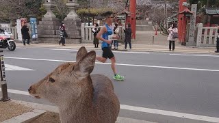 奈良公園　鹿さんと奈良マラソン　Deer and Nara Marathon　Nara Park, Japan