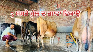 1 ਤਾਜ਼ੀ ਸੂਈ ਗਾ -4 ਗੱਬਣ ਗਾਵਾ ਵਿਕਾਉ -5 cow for sale (16-2-2025)#brardairyfarmmoga