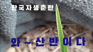 #한국춘란#산채#산반입니다#난초랑