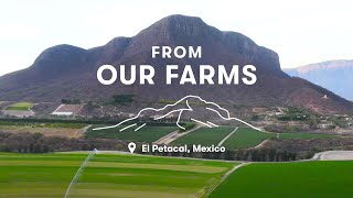 From our farms: Certified Organic Nutrilite El Petacal Farm