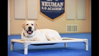 General (Labrador Retriever) Boot Camp Dog Training Video Demonstration