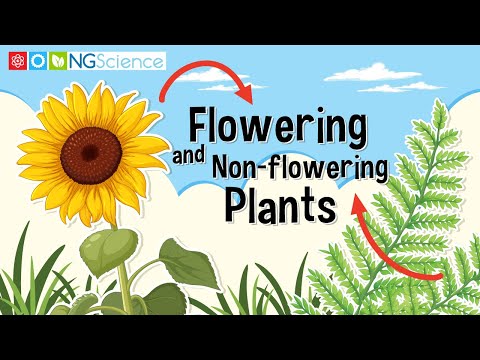 What are several characteristics common to all flowering plants?