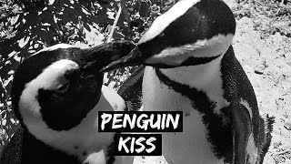 penguin kiss