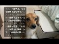 飼い主の愛情が足りてない犬しか見せない行動