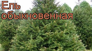 Ель обыкновенная (picea abies) 🌿 обыкновенная ель обзор: как сажать, саженцы ели