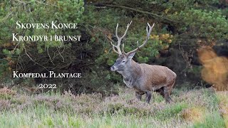 Skovens konge - // Krondyr i Brunst // krondyr // stag // Red deer // Dansk naturfilm //