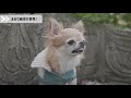 犬連れ 京都 イギリス風洋館のガーデンテラスで愛犬とランチ 再會 ちわわ