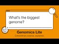 Genomics Lite: What's the biggest genome?