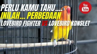 INILAH.. PERBEDAAN LOVEBIRD KONSLET DAN LOVEBIRD FIGHTER