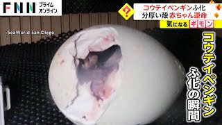 コウテイペンギン ふ化　分厚い殻 赤ちゃんの運命　アメリカ