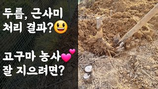 텃밭, 고구마 농사 잘 지으려면?  두릅 잘라 주고 근사미 처리한 것 결과는?