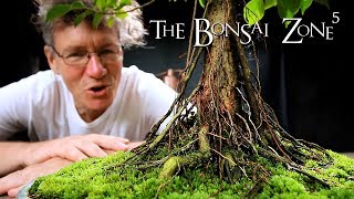 My Bonsai Show Tree Selection, Part 7, Sept 2018